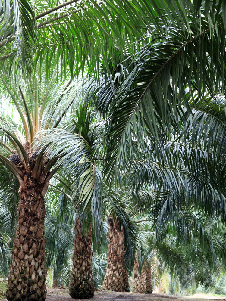 Sawit Kinabalu A Premier Investment Arm Of The State Goverment Of Sabah In The Oil Palm Industry